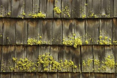 Cleaning Wood Blinds, Moss Removal, Cedar Shake Roof, Shake Roof, Cedar Roof, Cedar Shakes, Roof Maintenance, Wood Roof, Roof Cleaning