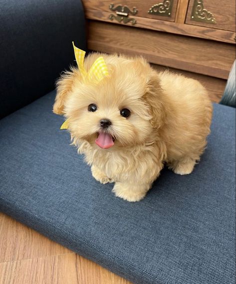 Cute Dogs Funny, Bear Dog Breed, Teacup Maltipoo, Dog Fever, Maltipoo Puppies For Sale, Maltipoo Puppies, Cute Teacup Puppies, Teacup Puppies For Sale, Puppy Grooming