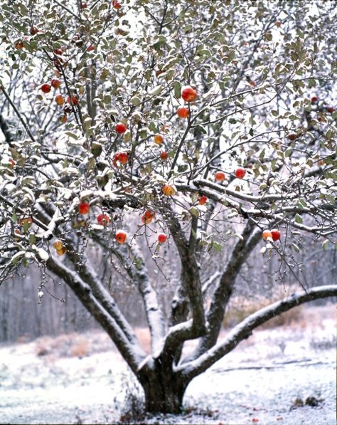 winter apples... prev. pin. comment snow is in the forecast..  3/14/13 Kingdom Design, Apple Images, Apple Picture, Garden Winter, Apple Orchards, Winter Landscapes, Apple Farm, Winter Mood, Winter Inspiration