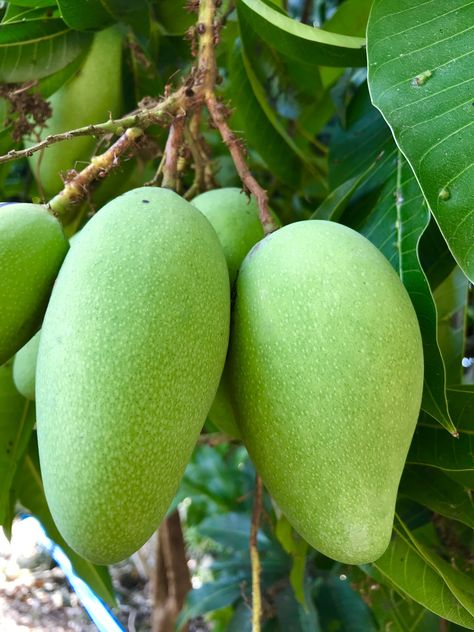 Mango Tree Photography, Mango Salad Recipes, Mango Picture, Mango From Seed, Mango Tree From Seed, Grow Mango, Vegetables Pictures, Salsa Mango, Fruits And Vegetables Pictures