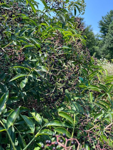 How to Select Good Elderberry Bushes for Propagating Elderberry Cuttings, Elderberry Shrub, Elderberry Plant, Elderberry Bush, Natural Life, Cool Plants, The Selection