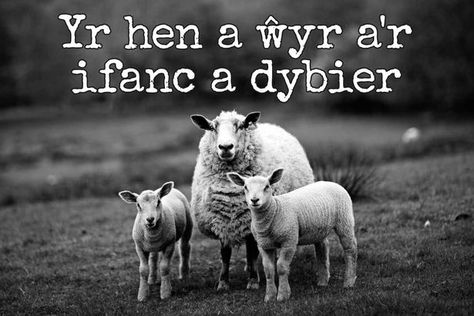 24 beautiful Welsh proverbs and sayings that show the language at its finest - Wales Online Welsh Sayings, Learn Welsh, Welsh Words, Wales Flag, Welsh Language, Language Quotes, Life Lyrics, Proverbs Quotes, Knowledge And Wisdom