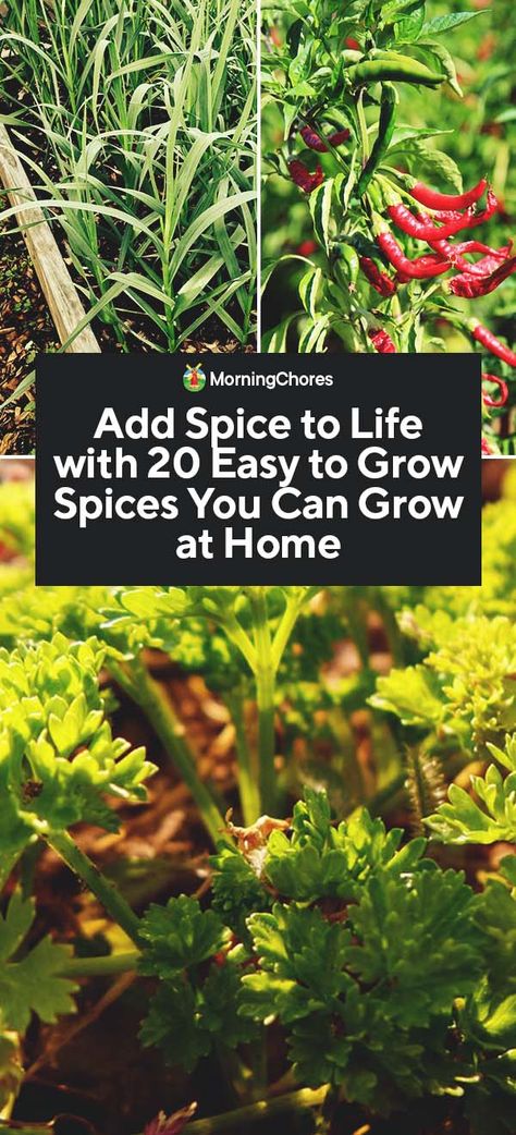 Add some variety to your life and dull dishes with spice! These 20 easy to grow spices you can grow and harvest yourself. Allotment Ideas, Spice Garden, Organic Vegetable Garden, Aquaponics System, Veg Garden, Food Forest, Wildflower Garden, Herbs And Spices, Growing Herbs