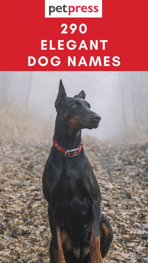 Top 290 Elegant Dog Names for Male and Female Dogs Doberman Dog Names, Strong Dog Names Male, Masculine Dog Names, Small Male Dog Names, Female Dog Names Unique List, Strong Female Dog Names, Female Dog Names Unique, Male Puppy Names, Italian Dog Names