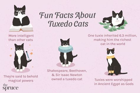 Did you know a tuxedo cat has been to the top of Mount Everest? Check out these fascinating facts about tuxedo cats. Animal Pics Funny, Tuxedo Cat Aesthetic, Tuxedo Cat Tattoo, Tuxedo Cat Facts, Cute Animal Pics, Cat Checklist, Tuxedo Cat Art, Cute Animal Character, Black Cat Aesthetic