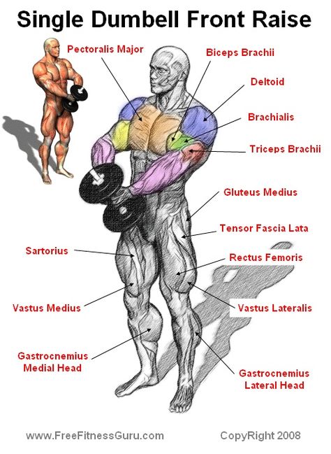 single dumbell front raise Muscle Diagram, Shoulder Training, Dumbell Workout, Workout Chart, Chest Workouts, Dumbbell Workout, Gym Workout Tips, Bodybuilding Workouts, Muscle Fitness