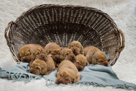 Puppy Litter Announcement Ideas, Litter Photoshoot, Puppy Litter Photoshoot Ideas, Puppies Photoshoot, Leavitt Bulldog, Red Lab Puppies, Dog Breeding Business, Dog Photoshoot Pet Photography, Puppy Photoshoot