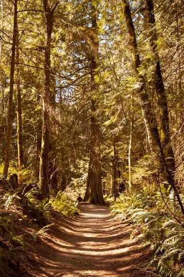 Things To Do On Bainbridge Island, Bainbridge Island Things To Do, Bainbridge Island Washington, Seattle Trip, Washington Travel, Evergreen State, Forest Trail, Bainbridge Island, Coastal Grandma