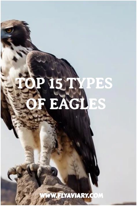 Get to know the characteristics and habitats of various Types Of Eagles 🦅🏞️ #birdsofprey #naturephotography #wildlife Types Of Eagles, Steller's Sea Eagle, Philippine Eagle, Wedge Tailed Eagle, Eagle Face, Sea Eagle, Habitat Destruction, Bird Care, Colorful Parrots