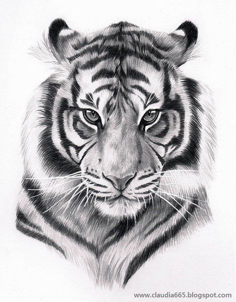 Tato Geisha, Tiger Artwork, Lion Head Tattoos, Tiger Tattoo Design, Tiger Drawing, Pencil Drawings Of Animals, Tiger Pictures, Hur Man Målar, Tiger Face