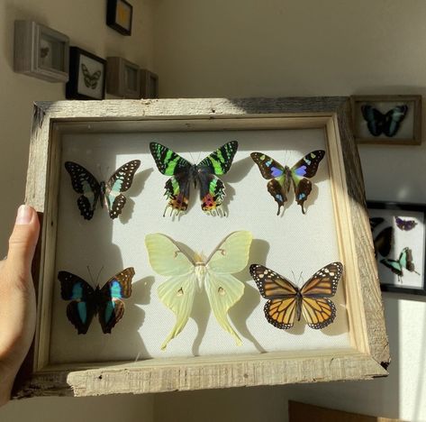 Butterfly Display, Butterfly Colorful, Sunset Moth, Butterfly Taxidermy, Butterfly Room, Rainbow Butterflies, Beautiful Terrariums, Wooden Shadow Box, Bug Collection