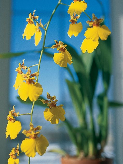 Oncidium Orchids Dancing Lady Orchid, How To Grow Orchids, Grow Orchids, Orchid Fertilizer, Oncidium Orchids, Blooming Orchid, Jewel Orchid, Easy Care Houseplants, Types Of Orchids