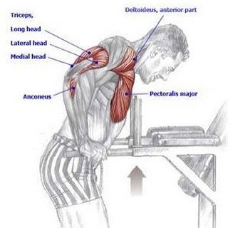 "Chest Exercise: Dips Main Muscle: Chest Secondary Muscles: Deltoids Triceps… Gym Anatomy, Ftm Workout, Chest Dips, Bar Chest, Strength Training Anatomy, Tricep Workouts, Chest Exercise, Exercise Board, Muscle Structure