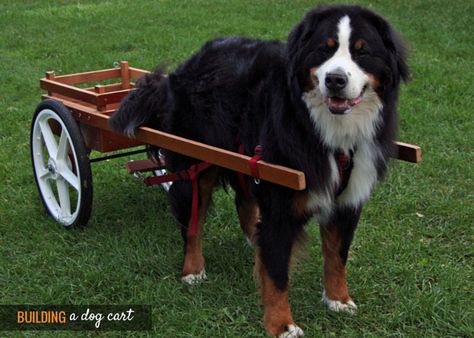 Why Not Build A Dog Cart? Teaching your dog to pull a cart can be fun and practical. It's certainly going to give your dog a nice workout but it's also giving him a job to do. You can have him haul groceries, people, firewood, and even a basket of kittens if you so desire. Newfoundlands, Bernese Mountain Dogs, Huskies, and many other breeds have been pulling carts for centuries. Australian Shepherd Red Tri, Mountain Dog Breeds, Puppy Training Schedule, Bernese Mountain Dogs, Dog Cart, Dog House Plans, Pull Cart, Wooden Wagon, Swiss Mountain Dogs