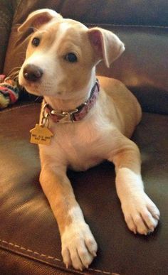 Zelda is a Pit Bull/Jack Russell mix. So cute! Pitbull Jack Russell Mix Dogs, Jack Russell Mix, 12 Birthday, Pit Bull Mix, American Pit Bull Terrier, Pitbull Puppies, Staffordshire Bull Terrier, Pitbull Mix, Pit Bull Terrier