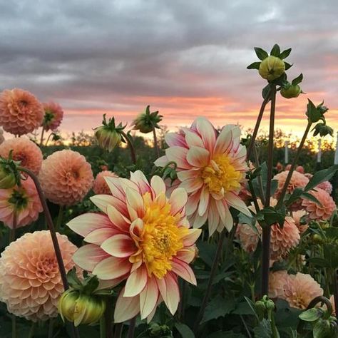 Dahlia Bulbs (Anemone-Flowered) - Polka | Dahlia Tubers | Eden Brothers Cottage Core Garden, Holiday Bouquet, Nature Environment, Flower Cottage, Anemone Flower, Clematis, Anemone, Organic Gardening, Daffodils