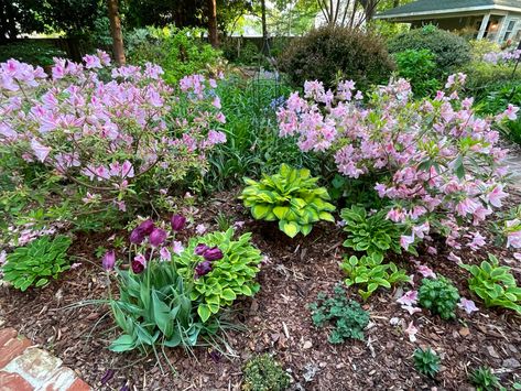 Dodie’s Alabama Garden - FineGardening Alabama Garden, American Boxwood, Thuja Green Giant, Hydrangea Quercifolia, Brick Path, Oakleaf Hydrangea, Green Giant, Fine Gardening, Urban Setting