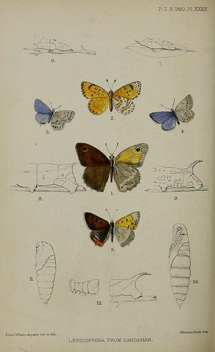 vintage print Butterfly Diagram, Art Of Butterfly, Bio Drawing, Drawing Of Nature, Bug Reference, Butterfly Study, Zoological Illustration, Biological Illustration, Butterfly Transformation