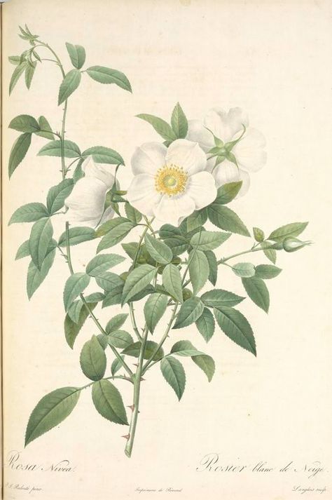 Cherokee Indian Tattoos, Audubon Prints, Illustration Rose, Cherokee Rose, 11x17 Poster, Classic Art Prints, Rose Illustration, Indian Tattoo, Illustration Botanique