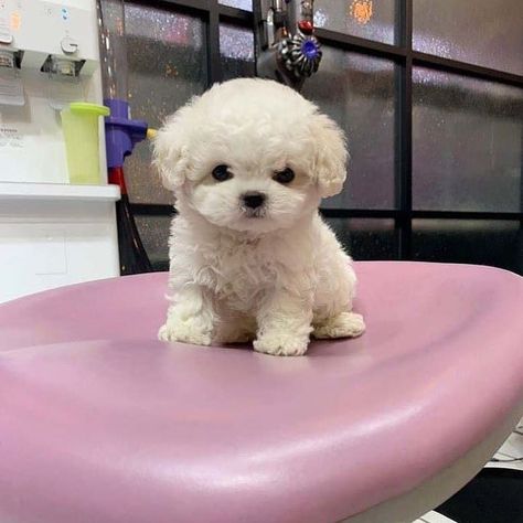 Miniature Puppies Teacups, White Toy Poodle Puppy, Mini Puppies Teacups, Toy Poodle Puppies White, Toy Poodle Puppies For Sale Near Me, Toy Poodle Aesthetic, Teacup Poodle Full Grown, White Mini Poodle, Toy Poodle Full Grown