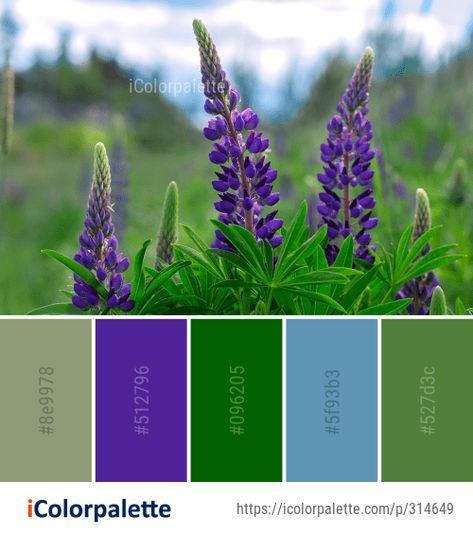 Color Palette Ideas from Plant Flower Lupin Image Color Palette Ideas, Purple Spring, Palette Ideas, Wedding Palette, Plant Flower, Blue Bonnets, Flower Pictures, Color Scheme, Planting Flowers