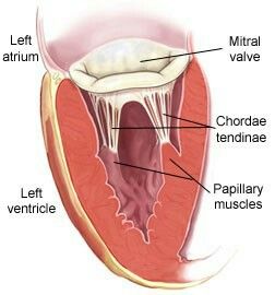 Anatomy Of The Heart, Vet Science, Bio Project, Mool Mantar, Cardiac Cycle, Mitral Valve, Heart Sounds, Heart Valves, Mount Sinai