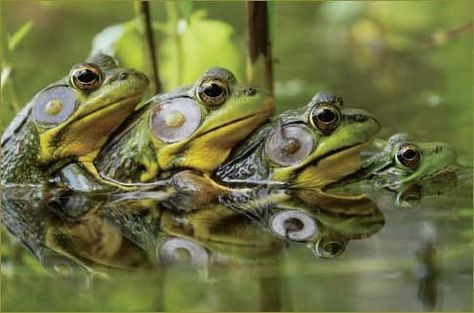 Ribbit! Funny Frog Pictures, Group Of Frogs, Amazing Frog, Frog Princess, Frog Pictures, National Wildlife Federation, Pond Life, Frog Prince, Funny Frogs