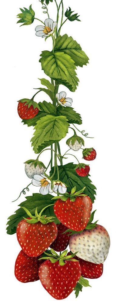 Summer Strawberries (Mary Lake Thompson) Strawberry Garden Drawing, Illustrated Strawberry, Strawberry Garden Illustration, Wild Strawberries Illustration, Strawberry Plant Watercolor, Strawberry Art, Strawberry Kitchen, Flour Sack Dish Towels, Hanging Vines