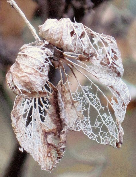 Carolyn Saxby, Decay Art, Flor Tattoo, Hydrangea Petals, Mixed Media Textile Art, Natural Form Art, A Level Textiles, Growth And Decay, Art Alevel