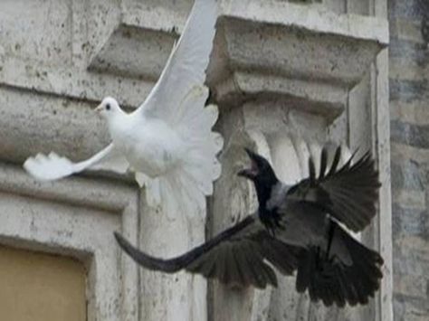 Two white doves were released as a peace gesture by Pope Francis, but a large black crow and a seagull immediately went in for the kill when the doves were set free. Description from ufosightingshotspot.blogspot.com. I searched for this on bing.com/images Bird Attack, Dove Release, Expensive Dogs, Cool Album Covers, Punk Scene, Black Crow, Peace Dove, Two Birds, Best Albums