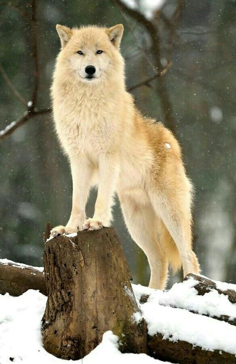 Wolf World, Wolf Images, Wolf Photography, Wolf Photos, Wolf Spirit Animal, Timber Wolf, Wolf Love, Wild Wolf, Wolf Pictures