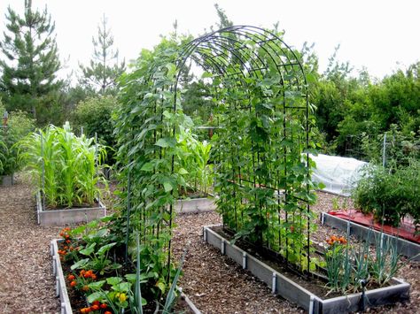 In the Garden: Placement counts when it comes to growing beans | The Spokesman-Review Bean Arch, Grow Beans, Bean Trellis, Growing Beans, Diy Container, Grow A Garden, Cucumber Trellis, String Beans, Bean Plant