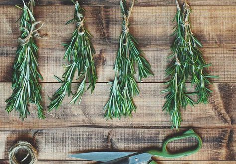 But There is a Best Way to Dry Rosemary When it comes to drying rosemary and other herbs, you have options. There are faster and slower ways, natural drying such as air drying in shade or sun, or electrical in dehydrator, oven or freeze dryer. But not all are equal in preserving the most active compounds that provide the Drying Rosemary, Dry Rosemary, Freeze Dryer, Rosemary Plant, Fast And Slow, Healthy Benefits, How To Dry Rosemary, Kitchen Helper, Freeze Drying