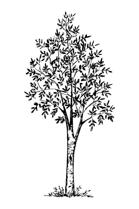 Hand-drawn vector ink drawing in engraving style. Deciduous rowan tree isolated on white background. Element of nature. Trees Illustration, Rowan Tree, Elements Of Nature, Tree Illustration, Hand Drawn Vector, Ink Drawing, Adobe Illustrator, White Background, Hand Drawn