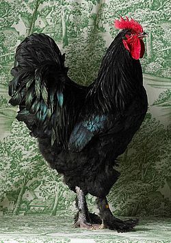 Black Langshan Rooster beautifulchickens.html: Fancy Chickens, Black Rooster, Rooster Painting, Beautiful Chickens, Hen Chicken, Chickens And Roosters, Chicken Runs, Chicken Breeds, Hens And Chicks