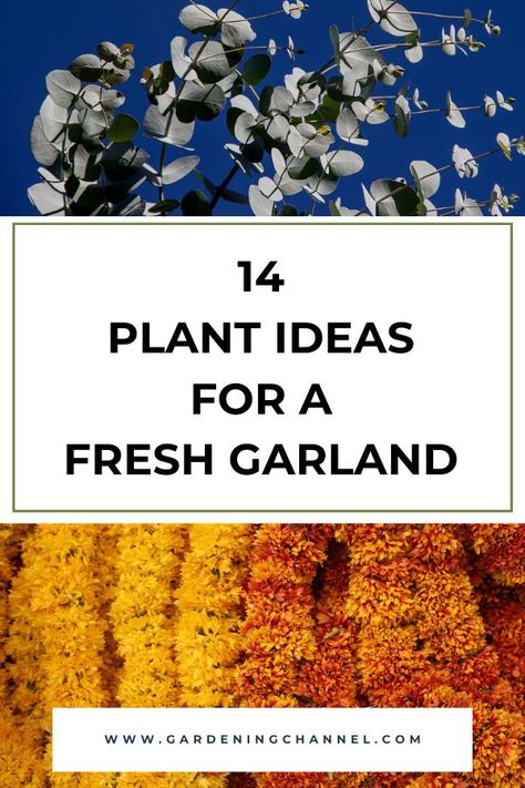 eucalyptus and marigold garland with text overlay fourteen plant ideas for a fresh garland Fresh Garland, Fresh Garlands, Flowers To Make, Gardening 101, Holiday Garlands, Plant Ideas, The Mistake, Grow Your Own Food, Gardening Tips