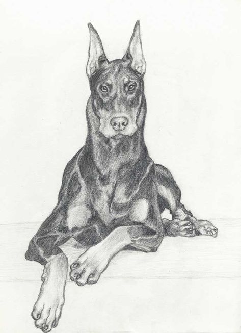 Doberman Drawing, Dog Pencil Drawing, Realistic Animal Drawings, Dog Drawings, Doberman Dog, Pencil Drawings Of Animals, Prismacolor Art, Doberman Puppy, Dog Sketch