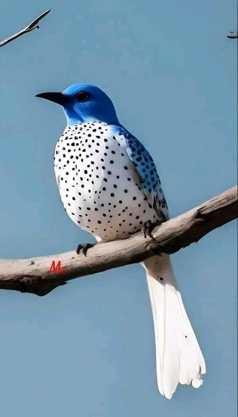 Birds Photography Nature, Bird Sitting, Most Beautiful Birds, Rare Birds, Nature Birds, Backyard Birds, Bird Pictures, Exotic Birds, Pretty Birds