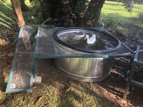 Diy Duck Ponds Backyard Simple, Stock Tank Duck Pond Ideas, Diy Duck Coop, Stock Tank Duck Pond, Duck Run Ideas, Duck Pool Ideas, Diy Duck Pond With Drain, Diy Duck Pond, Galvanized Stock Tank Fish Pond Ideas