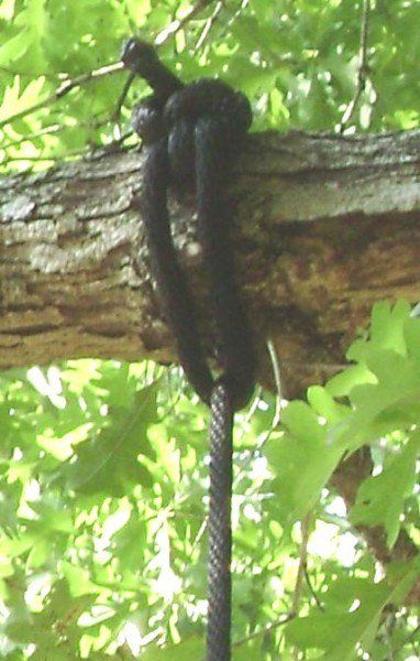 Rope Tree Swing: Running Bowline Knot fastened to the Tree Limb Rope Tree, Tree Swings, Bowline Knot, Strong Knots, Tree Fort, Build A Playhouse, Garden Herbs, Backyard Flowers, Garden Fun