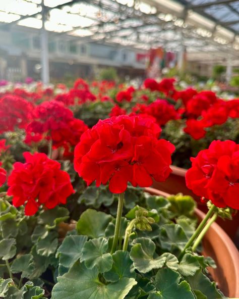 Paint your garden in shades of passion with Red Geraniums! 🌹🍃 These vibrant blooms add a pop of fiery color and classic charm to any outdoor space! ❤️ #RedGeraniums #GardenBeauty #gardencenter #shopdewaynes #shoplocal Rambling Rose, Red Geraniums, Garden Center, Geraniums, Outdoor Space, Porch, Shades, Paint, Red