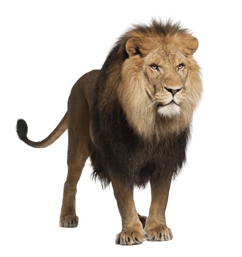 León Masculino de Pie Lion Standing, Lion Walking, Wild Animals Pictures, Lion Wallpaper, Lion Images, Lion Pictures, White Lion, Charles Spaniel, Animals Images