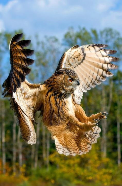 Nature Aesthetic Art, Burrowing Animals, Owl Flying, Majestic Birds, Bird Reference, Owl In Flight, Eurasian Eagle Owl, Animal Tattoo Ideas, Eagle Drawing