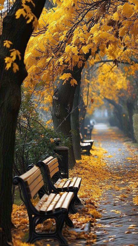 Park Benches, Wallpaper Tumblr, Autumn Scenes, Autumn Scenery, Fall Pictures, Autumn Landscape, Fall Wallpaper, Autumn Garden, Beautiful Nature Pictures