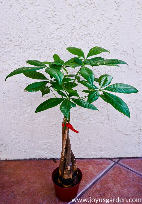 How To Repot A Money Tree (Pachira Aquatica) Plus The Mix To Use. The Money Tree, or Pachira aquatica, is a popular & novel houseplants. It's proclaimed to bring good luck & prosperity into our homes. Here's how to repot a Money Tree plus the special soil mix to use. #moneytree #pachira #houseplant #repotting #indoorplants Pruning Money Tree Plant, How To Repot A Money Tree Plant, How To Prune A Money Tree, How To Care For A Money Tree Plant, Repotting A Money Tree, Money Tree Plant Meaning, Money Tree Plant Care, Pachira Money Tree, Money Plants