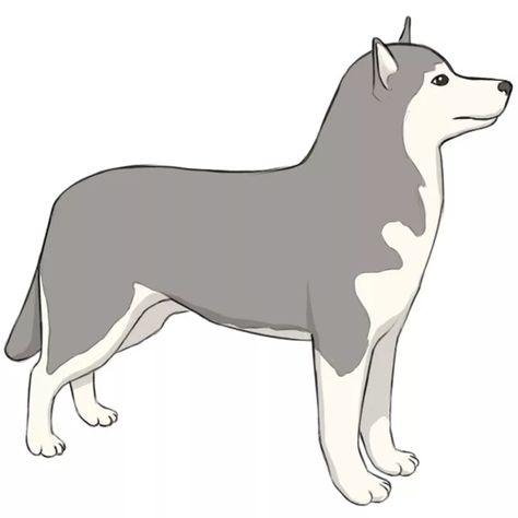 Today, you will learn how to draw a husky quickly and easily. I am sure that you will like this lesson and will be useful for you. Husky Drawing Easy, Cartoon Husky, Baby Husky, Husky Drawing, Baby Huskies, Easy Cartoon, Kids Animals, A Husky, Drawing Cartoon