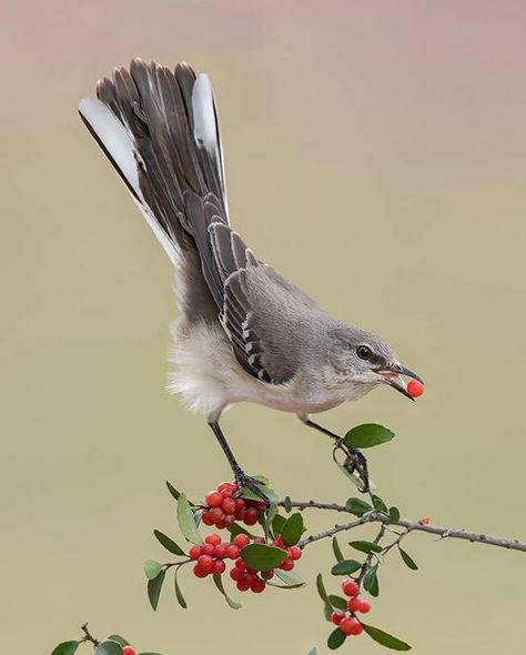 Small Bird Photography, Bird Looking Up, Dynamic Bird Poses, Bird Looking Down, Person With Bird Pose Reference, Realistic Bird Drawings, Mockingbird Photography, Pheasant Photos, Reference Photos Nature