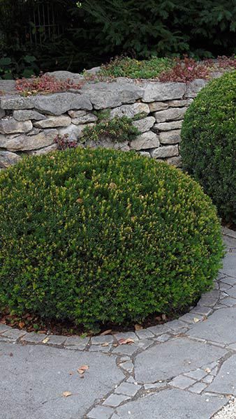 Yew Topiary Balls, Taxus Baccata Ball, Yew Topiary, Cyprus Trees, Urban Gardening Ideas, Improve Life, Taxus Baccata, Architectural Plants, London Garden