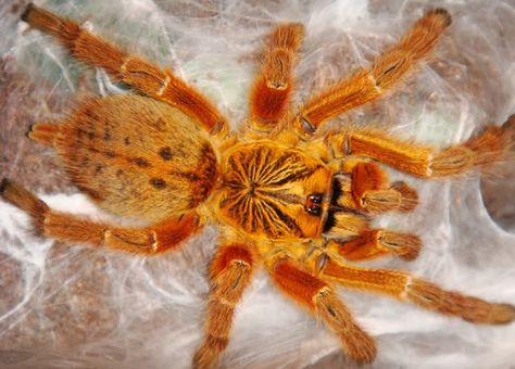 Pterinochilus Murinus (Orange Baboon) Small Rat, Spiders And Snakes, Orange Spider, Wolf Spider, Reptile Snakes, Junk Mail, Arthropods, Creepy Crawlies, Home Defense