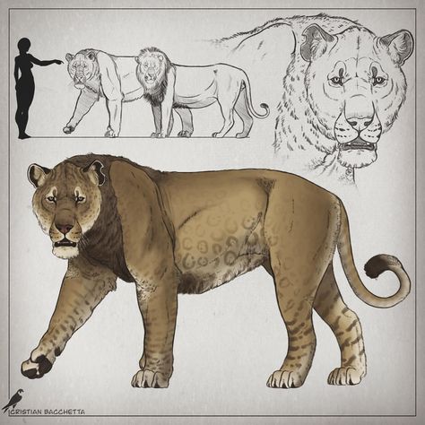 The American Lion🦁 (Panthera atrox) . . . The true king of lions itself, the American Lion was a gargantuan felid of the Panthera genus… | Instagram American Lion, Royal Animals, Panthera Leo, Prehistoric Wildlife, Monster Hunter Art, Cartoon Drawings Of Animals, Cute Reptiles, Ancient Animals, Fantasy Beasts